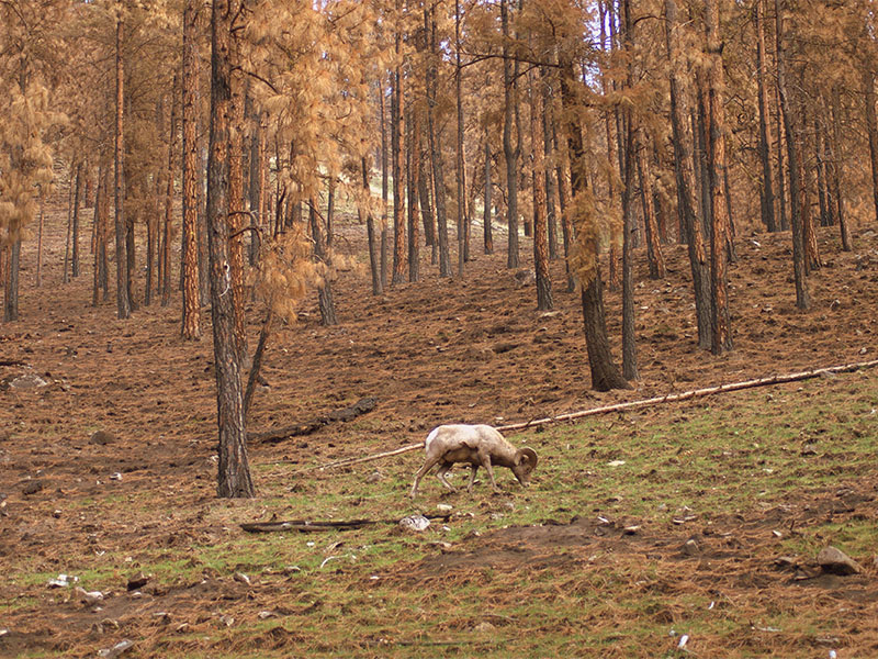 A ram grazing.