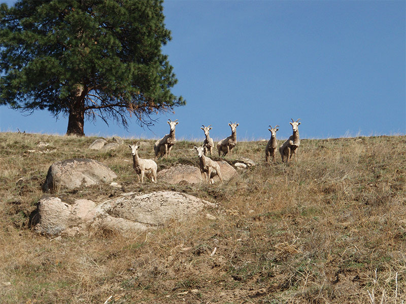 Bighorn sheep on a steep hillside above the Ranch.