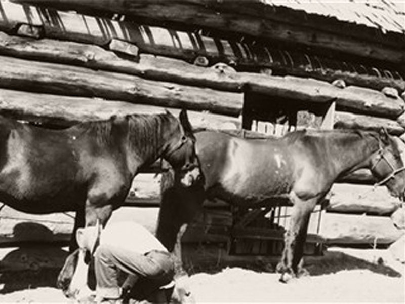 Horses beside the barn at Shepp Ranch.